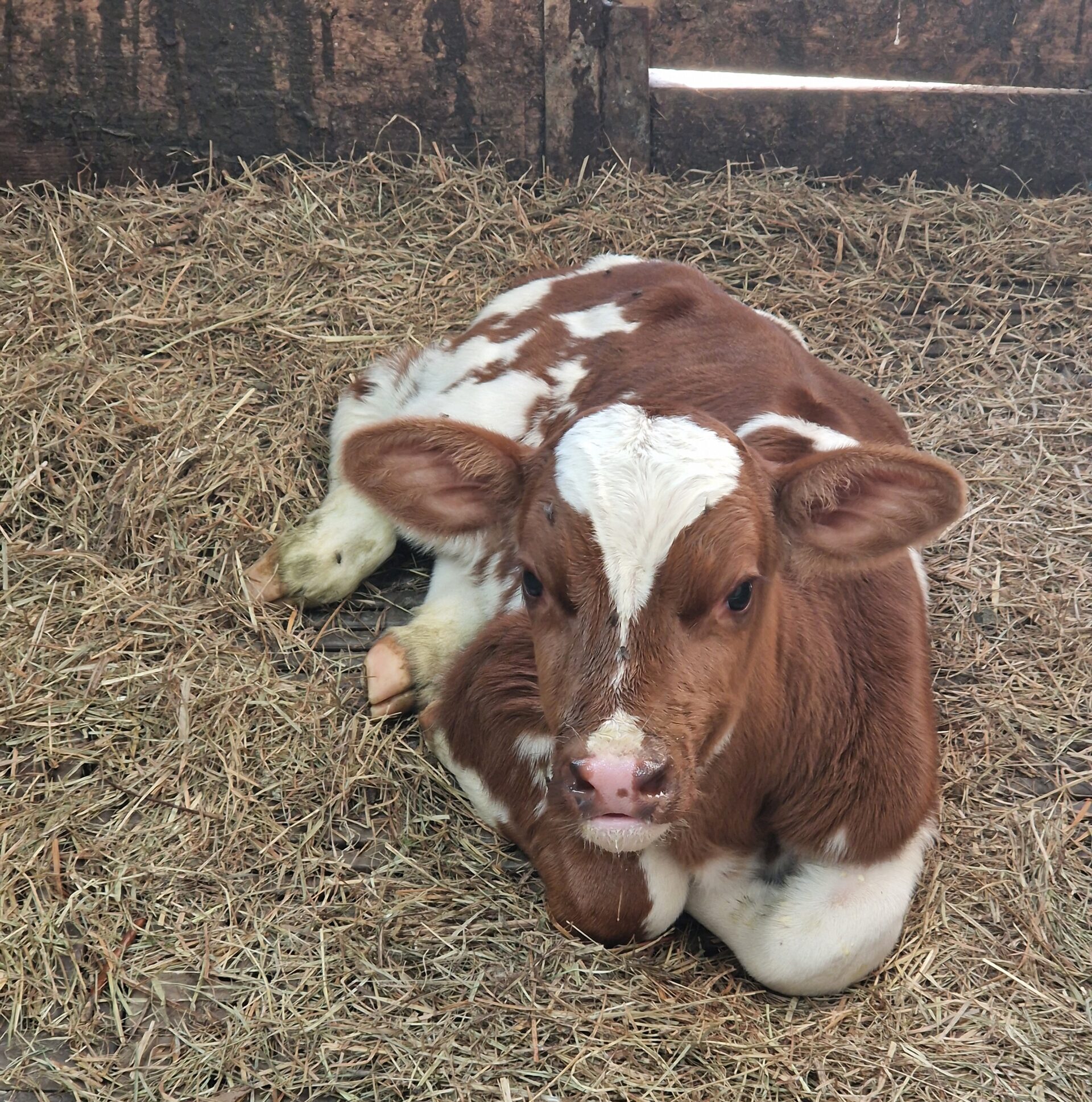Rotbraun-weisses Kälbchen im Stroh im Stall des Bauernhofs Allenwindenhof